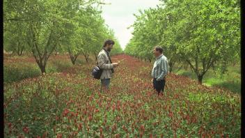 two men standing in a field of cover crops in an orchard