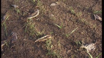 plants growing in soil