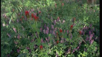 mixed cover crops