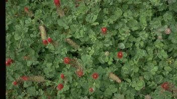 Close-up of mixed cover crops in a field