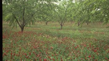 cover crops in an orchard