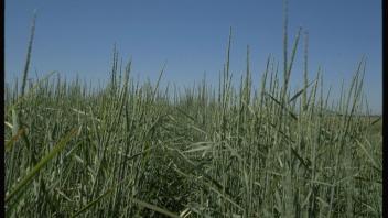grasses in field