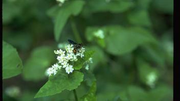 wasp on buckwheat plant