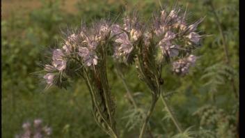 phacelia plant