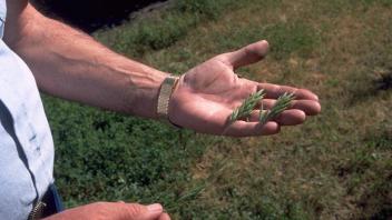 hand holding grass