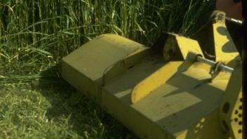 Sudangrass