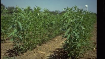 rows of crops