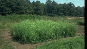 Patch of sweetclover