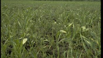 cover crop mix