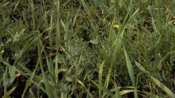 common vetch