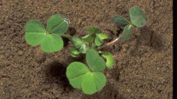 Seedling of crimson clover 