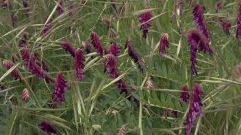 hairy vetch plants