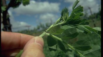 hand holding common vetch plant