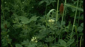 close-up of cover crops