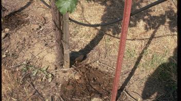 Drip irrigation in a vineyard