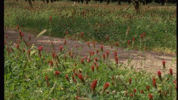 clover in almond orchard