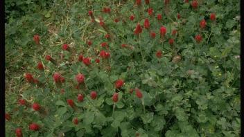 field of cover crops