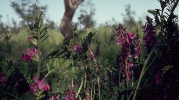 common vetch and woollypod vetch in foreground