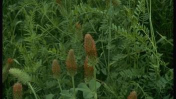 close-up of clover plants