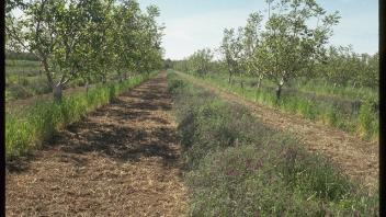 unmowed row of cover crop