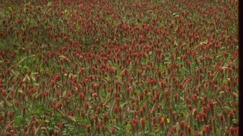 field of flowering clover in an orchard
