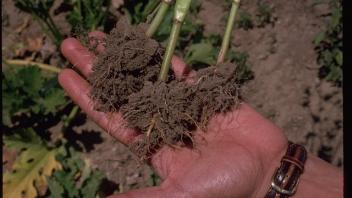 buckwheat roots