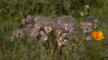 phacelia plant