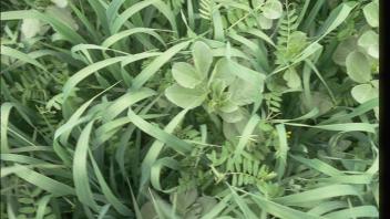 close-up of cover crop plants
