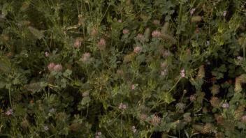rose clover plants