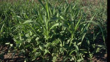 cowpea and sorghum-sudangrass hybrids