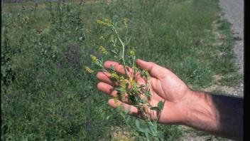 Hand holding sourclover plant with field of sourclover in background