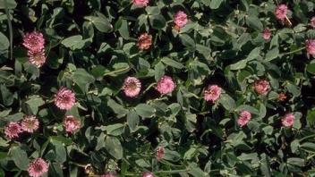 strawberry clover plants