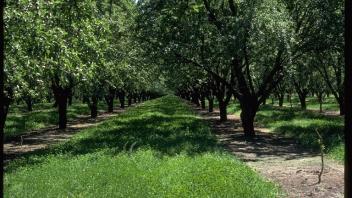 Subterreanean clover cover crop in orchard