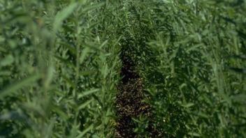 rows of sunnhemp