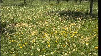 white clover and birdsfoot trefoil growing in an orchard