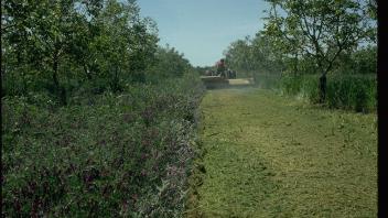 Unmowed band of cover crop next to mowed area