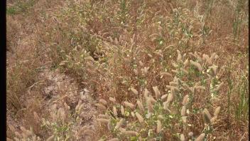 Mature crimson clover