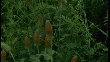 Mixed cover crops