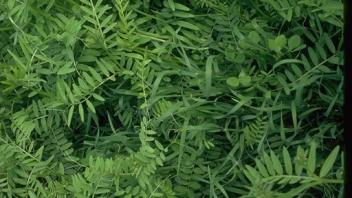 close-up of woollypod vetch plants