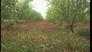 flowering crimson clover