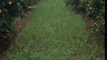 cover crops in citrus orchard