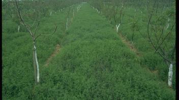 cover crops growing among young trees