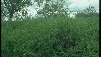 dense cover crops in orchard
