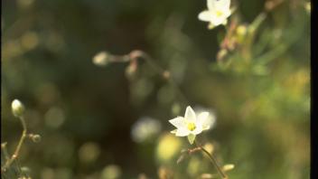 corn spurry plant