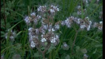 phacelia plants