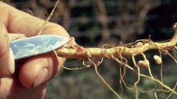 small knife pointing to root nodules
