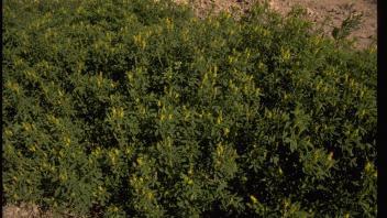 patch of sourclover