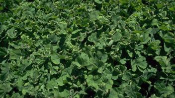 Close-up of field of subterranean clover