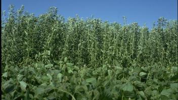 Sunnhemp grows behind hyacinth bean