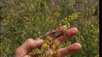 hand holding flowering yellow sweetclover